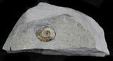 Promicroceras Ammonite - Dorset, England #30728-2